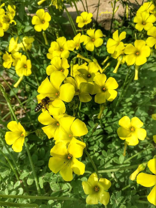 flores-con-abeja-texto-con-firma-2